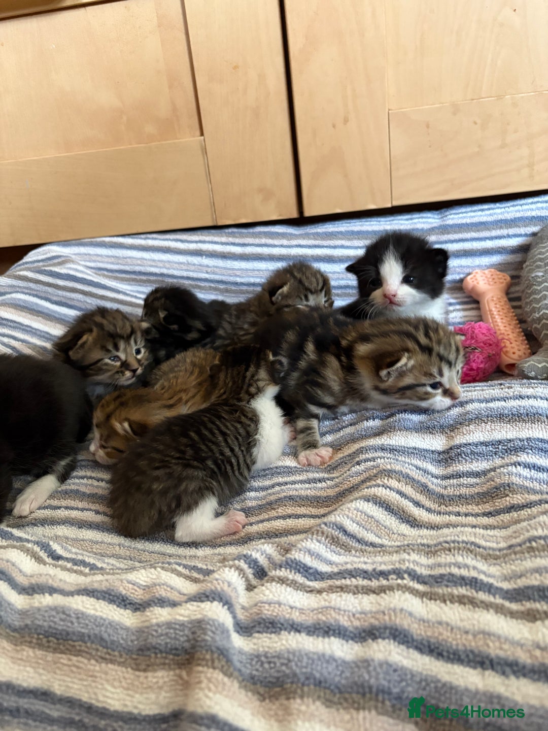 British Shorthair cats for sale: 11 SHORTHAIRED AND LONGHAIRED KITTENS - Image 1