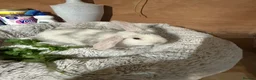Mini Lop rabbits for sale: Mini Lop/Harlequin colours - Advert 4