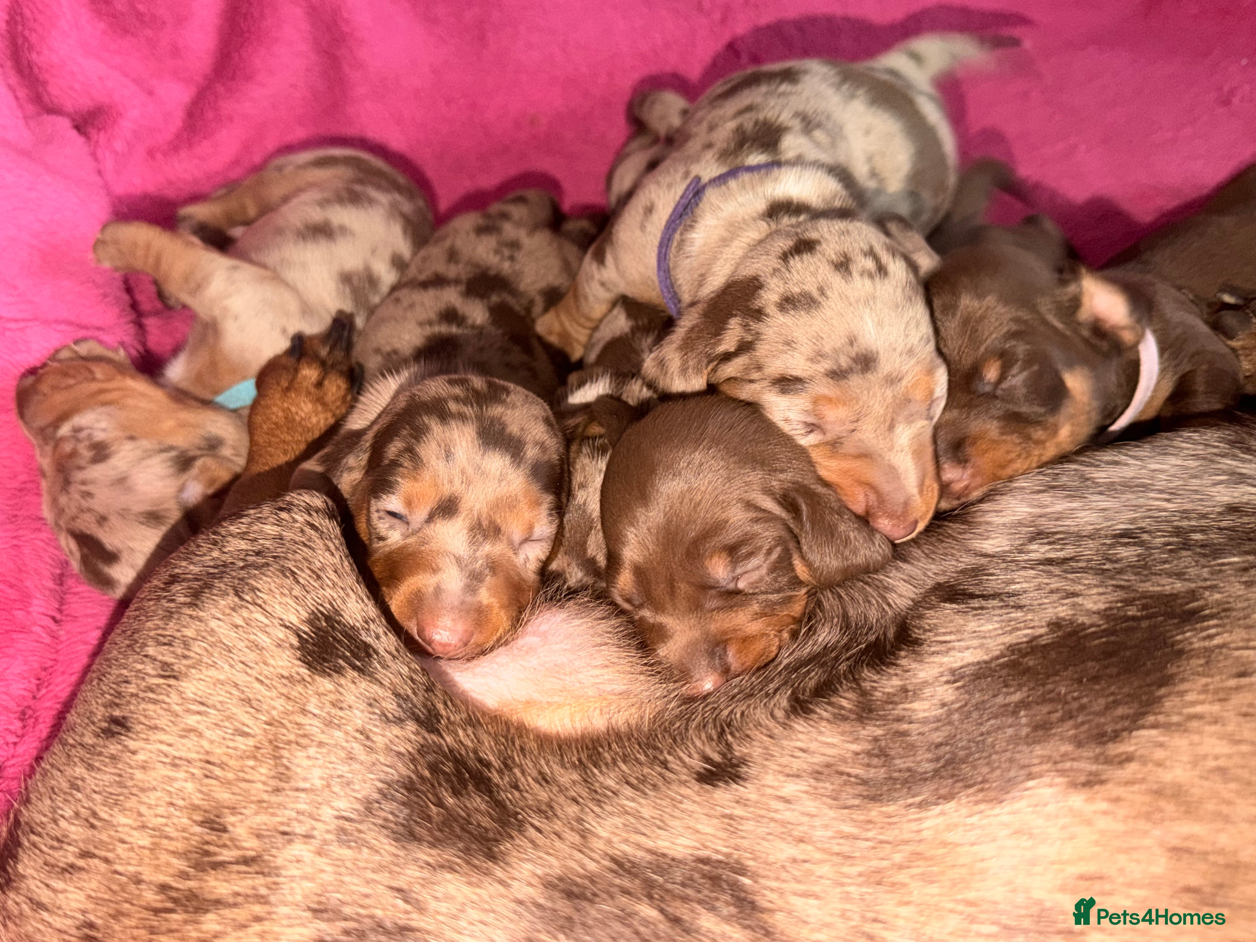 Miniature Dachshund dogs Miniature Dachshunds puppy's for sale.  - Advert 18