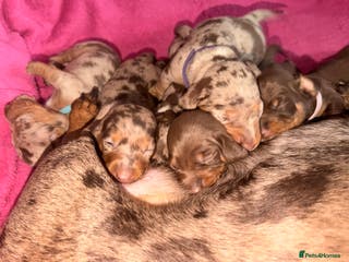Miniature Dachshund dogs Miniature Dachshunds puppy's for sale. - Advert 18