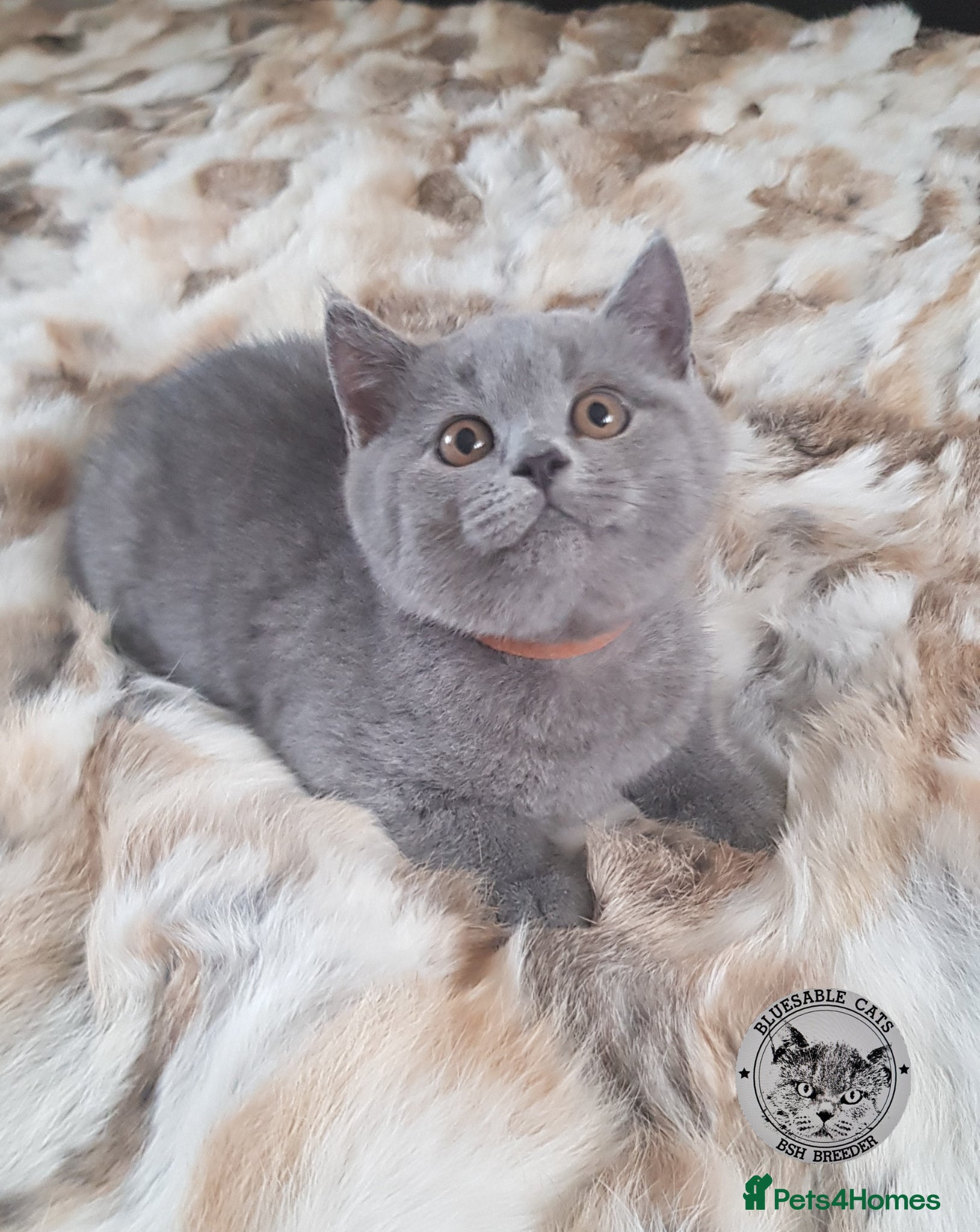 British Shorthair cats Pure Pedigree BSH Kittens Ready - Advert 5
