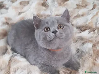 British Shorthair cats Pure Pedigree BSH Kittens Ready - Advert 5
