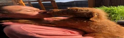 Labradoodle dogs for sale: keiras red fox miniature labradoodles  - Advert 1