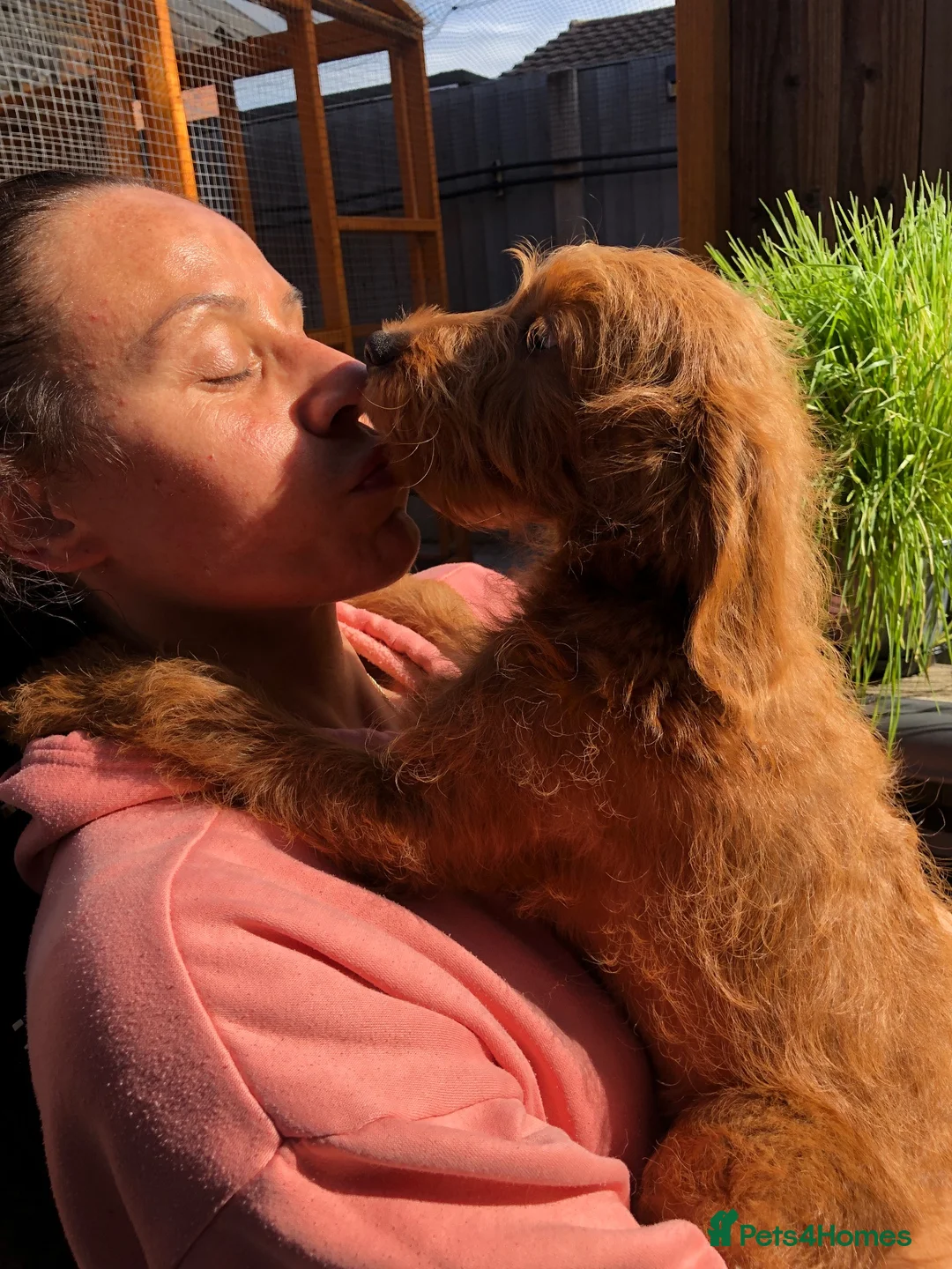 Labradoodle dogs for sale: keiras red fox miniature labradoodles  - Advert 1