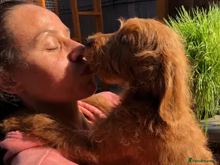 Labradoodle dogs keiras red fox miniature labradoodles - Advert 1