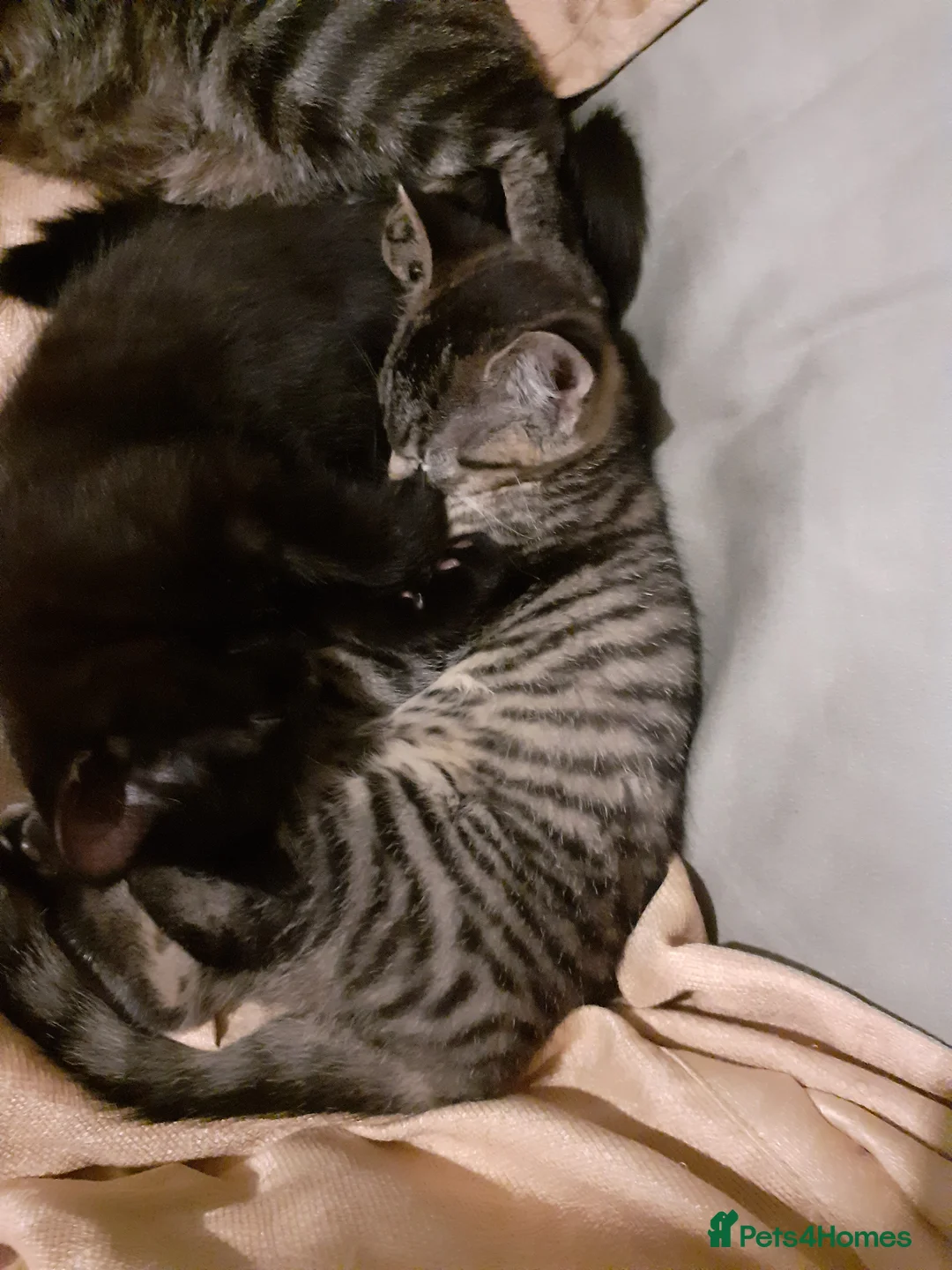 Mixed Breed cats for sale: 10 week old kittens  - Advert 3