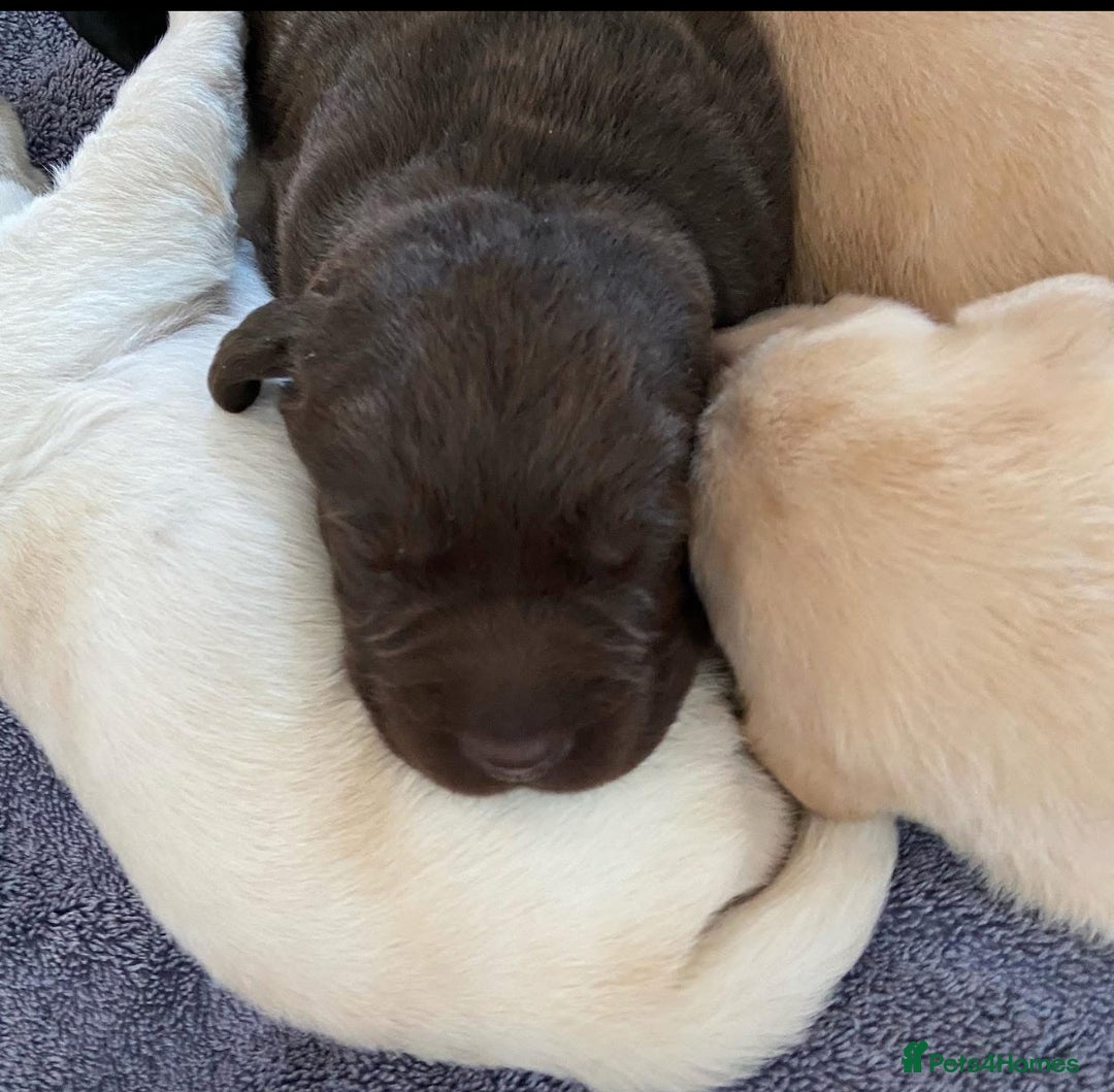 Labrador Retriever dogs for stud: Chocolate Labrador For Stud in Burnley - Image 12