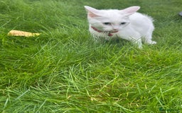 British Shorthair cats for sale: 3 beautiful kittens - Image 11