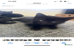 British Shorthair cats for sale: Healthy playful adorable kittens. - Image 14