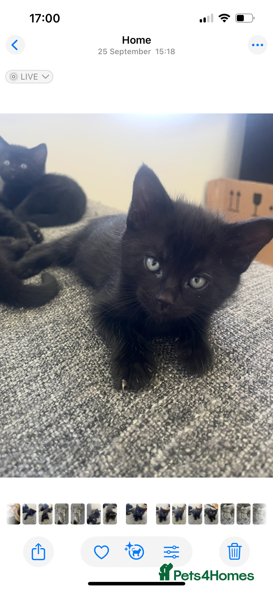 British Shorthair cats for sale: Healthy playful adorable kittens. - Image 14