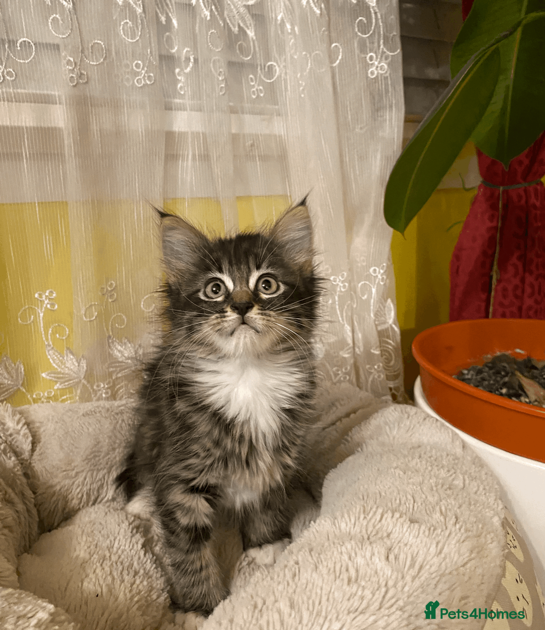 Maine Coon cats for sale: Maine Coon Absolutely Beautiful Kittens For Sale  in London - Advert 2