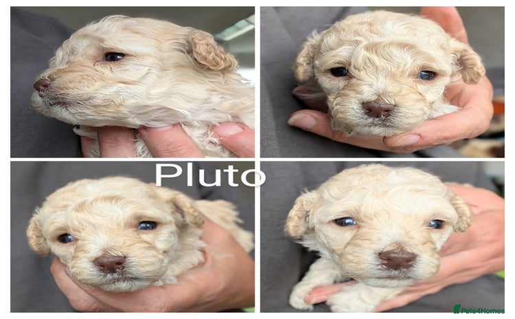 Miniature Poodle dogs - Advert 6