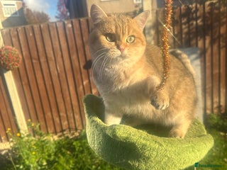 British Shorthair cats Last golden boy left 😻🌸🌼🌺 tica registered 😻 in Hayes - Advert 18