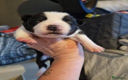 Border Collie dogs for sale: Border collie pups available  - Image 11