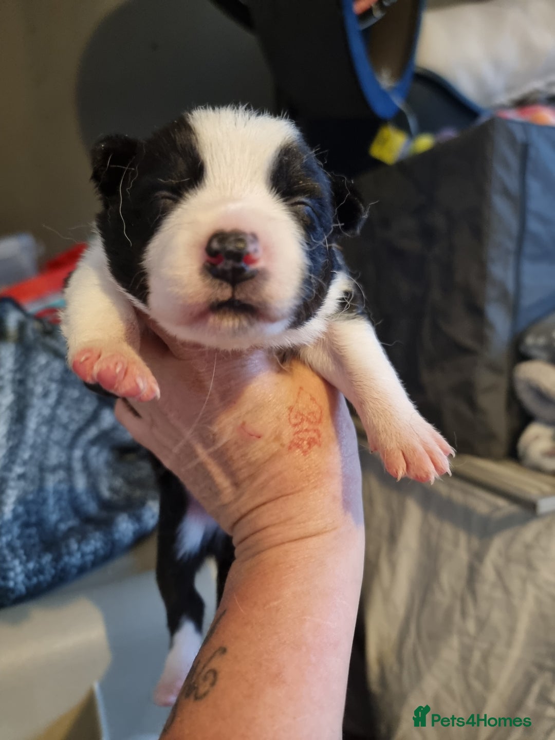 Border Collie dogs for sale: Border collie pups available  - Image 11
