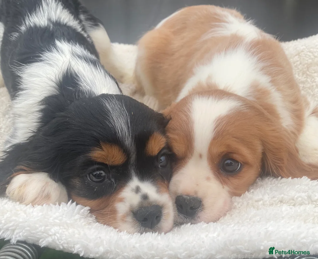 Cavalier King Charles Spaniel dogs for sale: Cavalier King Charles  - Advert 8