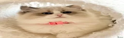 Ragdoll cats for sale: Stunning  Champion lines Ragdoll kittens  - Advert 23