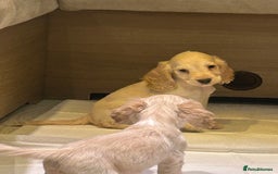 Cocker Spaniel dogs for sale: 🩷BEAUTIFUL SHOW COCKER PUPPIES🩷 - Image 5