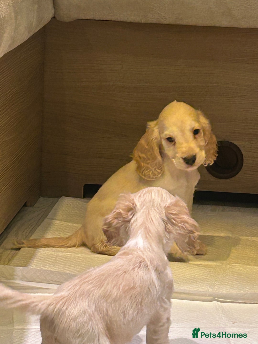 Cocker Spaniel dogs for sale: 🩷BEAUTIFUL SHOW COCKER PUPPIES🩷 - Image 5