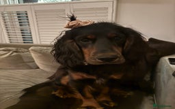 Cocker Spaniel dogs for stud: Black and tan Cocker Spaniel for stud - Image 4