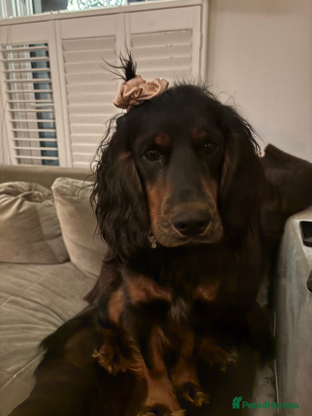 Cocker Spaniel dogs for stud: Black and tan Cocker Spaniel for stud - Image 4