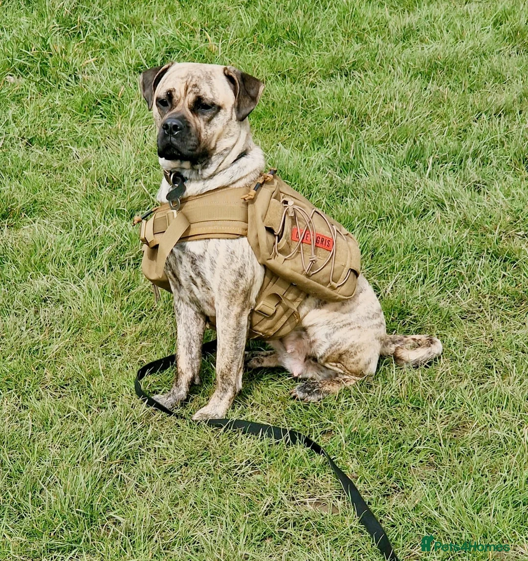 Mixed Breed dogs for sale: Pug x for rehome - Advert 4