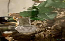 Gecko reptiles for sale: Male crested gecko - Image 5