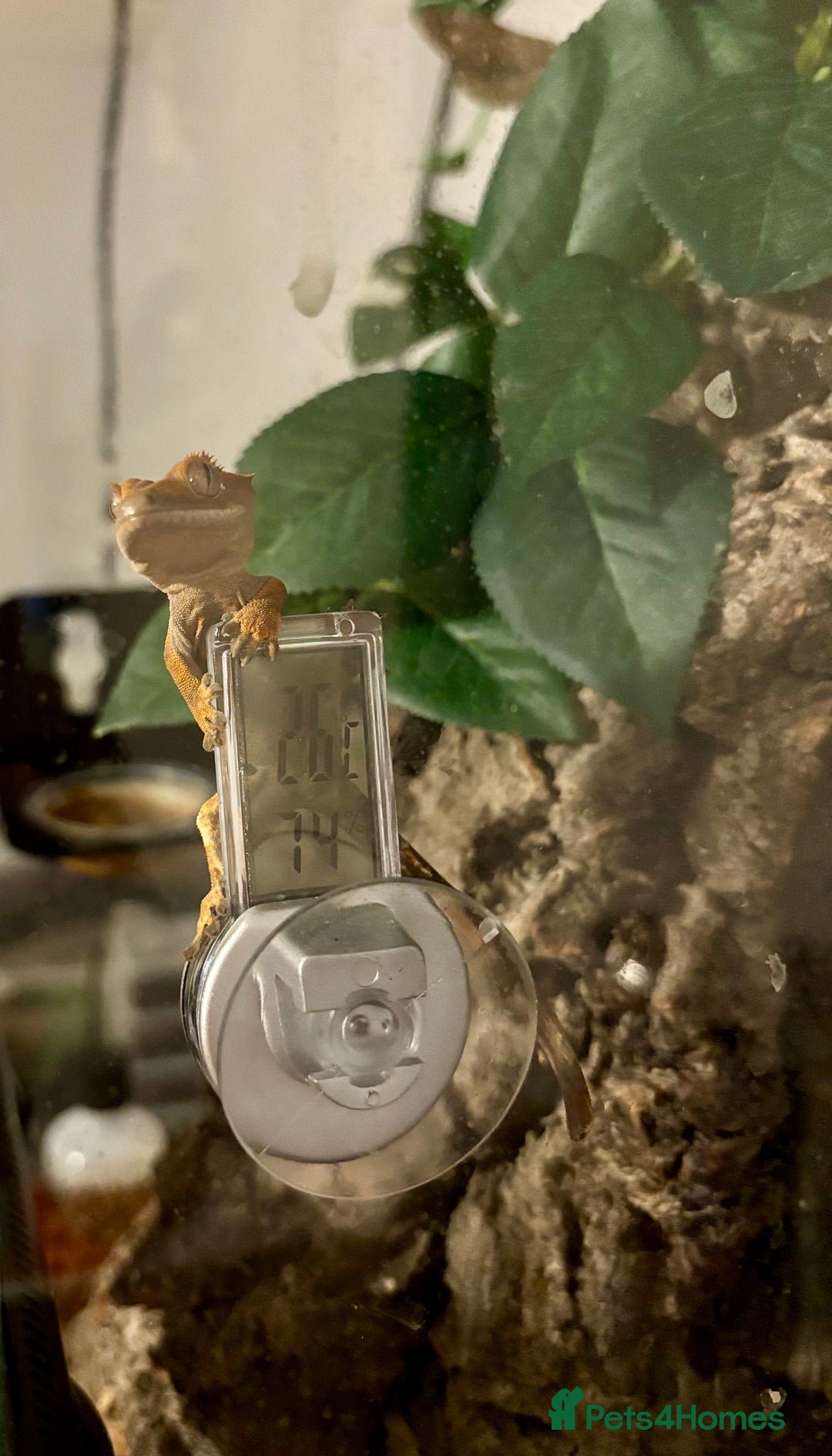 Gecko reptiles for sale: Male crested gecko - Image 5