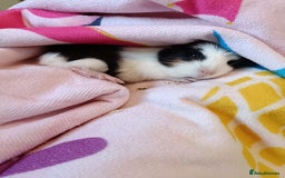 Guinea Pig rodents for sale: Bonded pair of young female guinea pigs - Advert 8
