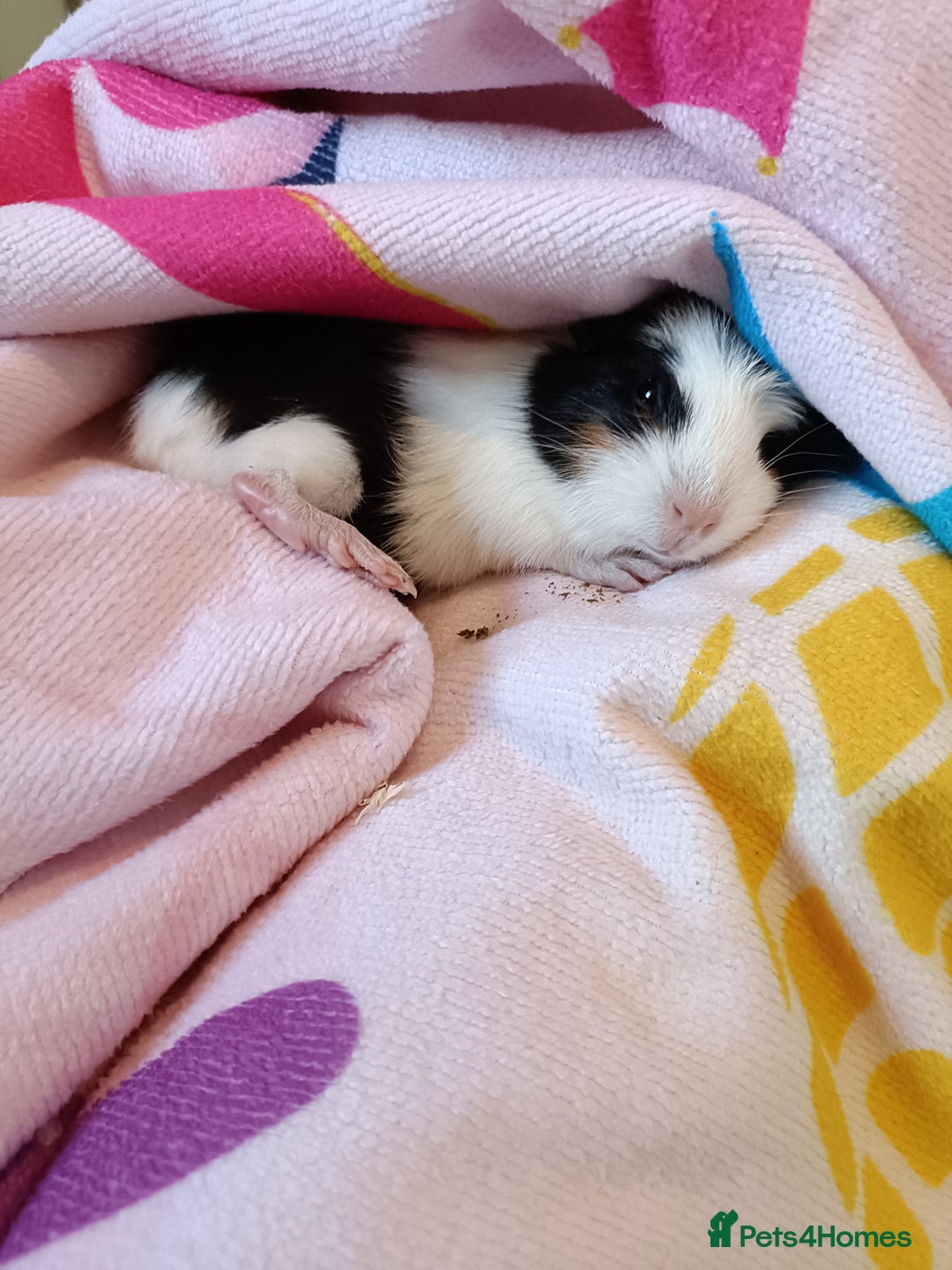 Guinea Pig rodents for sale: Bonded pair of young female guinea pigs - Advert 8