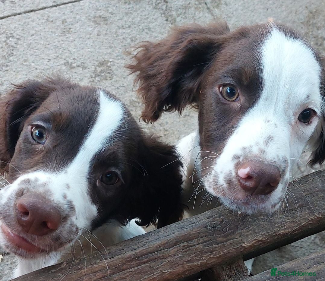 English Springer Spaniel dogs Springer spaniel pups  - Advert 15