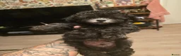 Chipoo dogs for sale: 🐾 Beautiful Chipoo × Micro Asian Poodle Puppies🐾 - Advert 18
