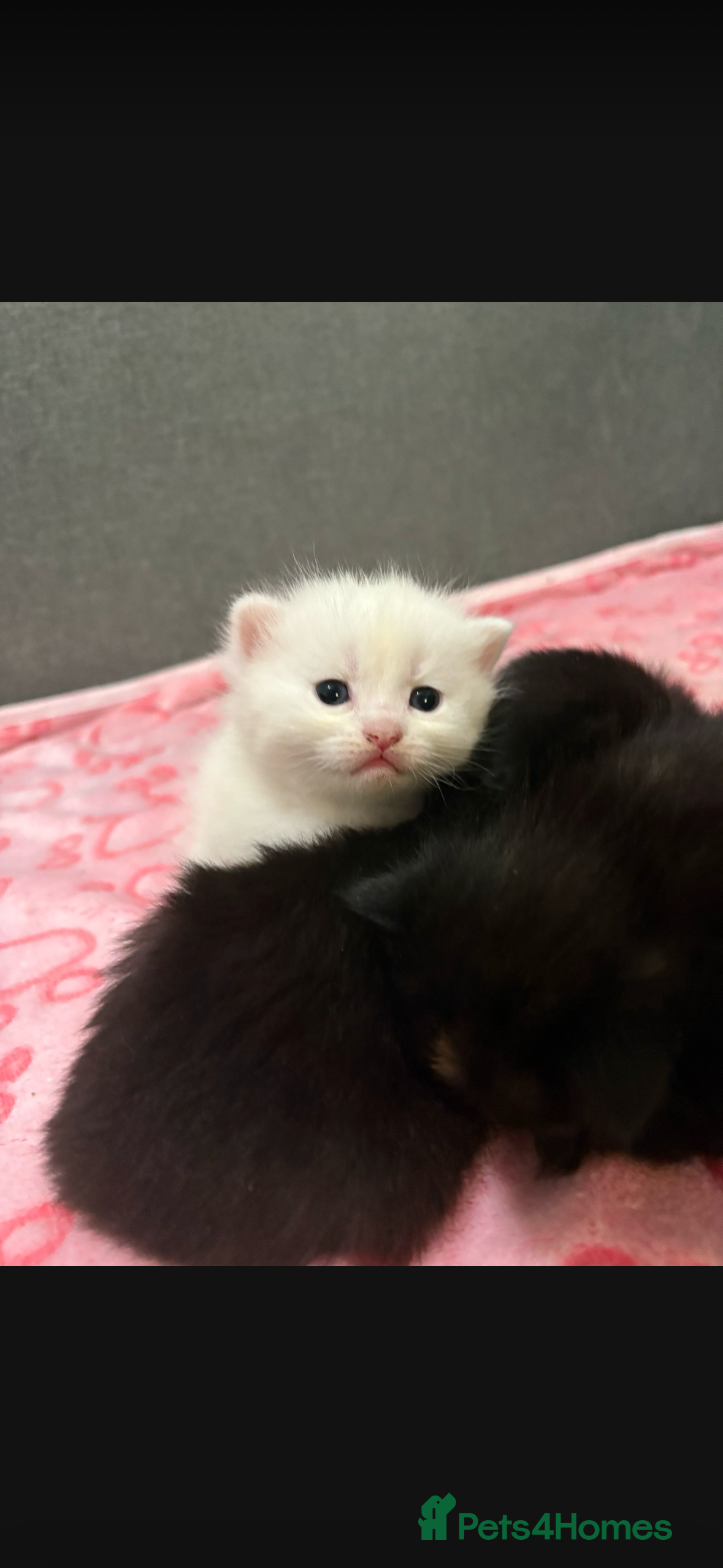 Mixed Breed cats Kittens - Advert 1