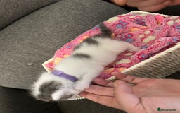 Mixed Breed cats for sale: Beautiful kittens 3 girls 1 boy  - Image 7