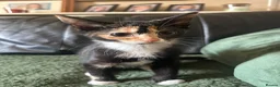Mixed Breed cats for sale: Kittens ready for their forever home!  - Advert 9