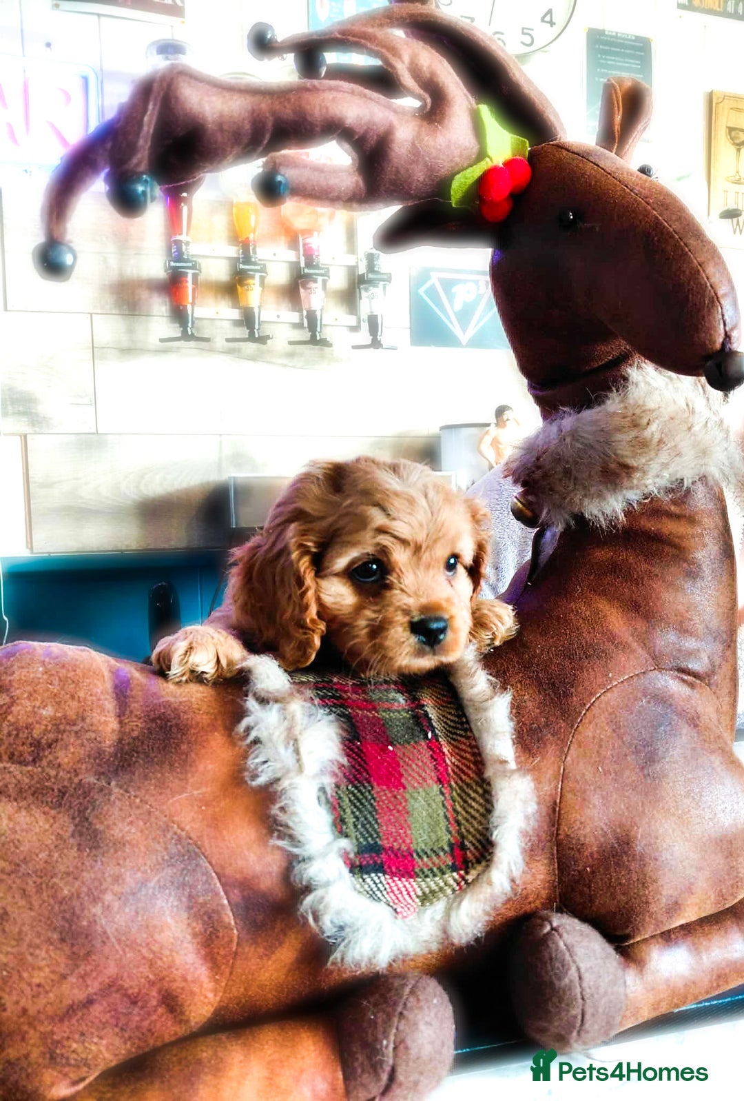 Cavapoo dogs for sale: F1b Cavapoo  - Advert 13