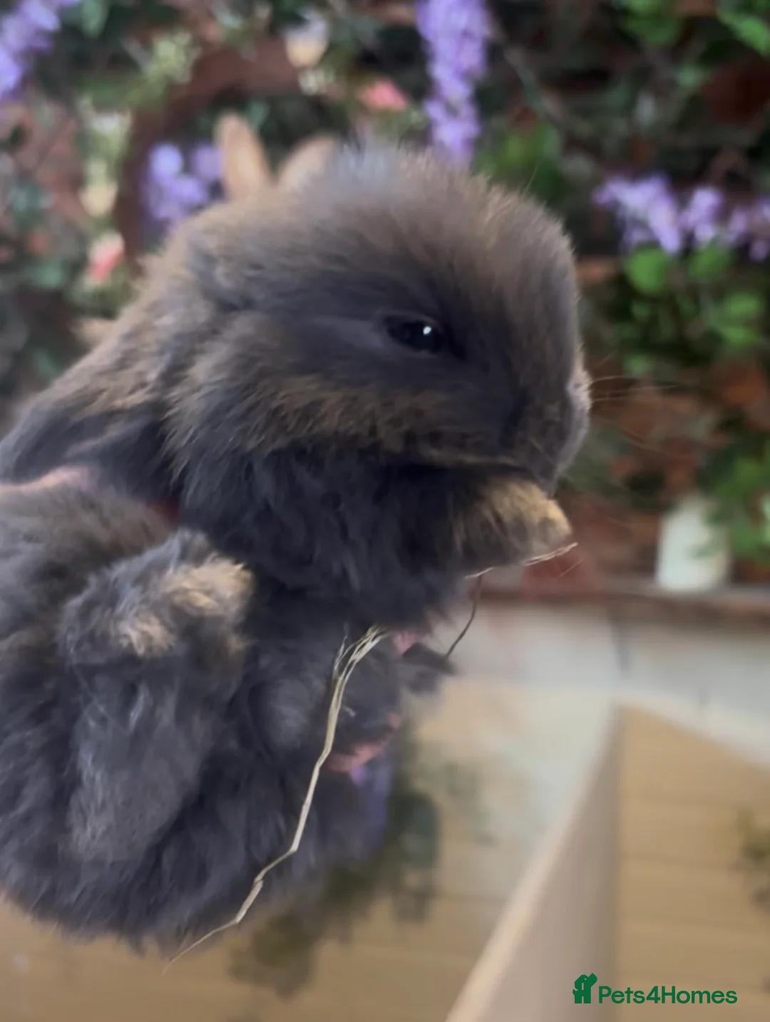 Mini Lion Lop rabbits for sale: Mini lop  - Advert 6