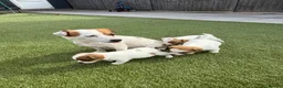 Jack Russell dogs for sale: Jack russel - Advert 19