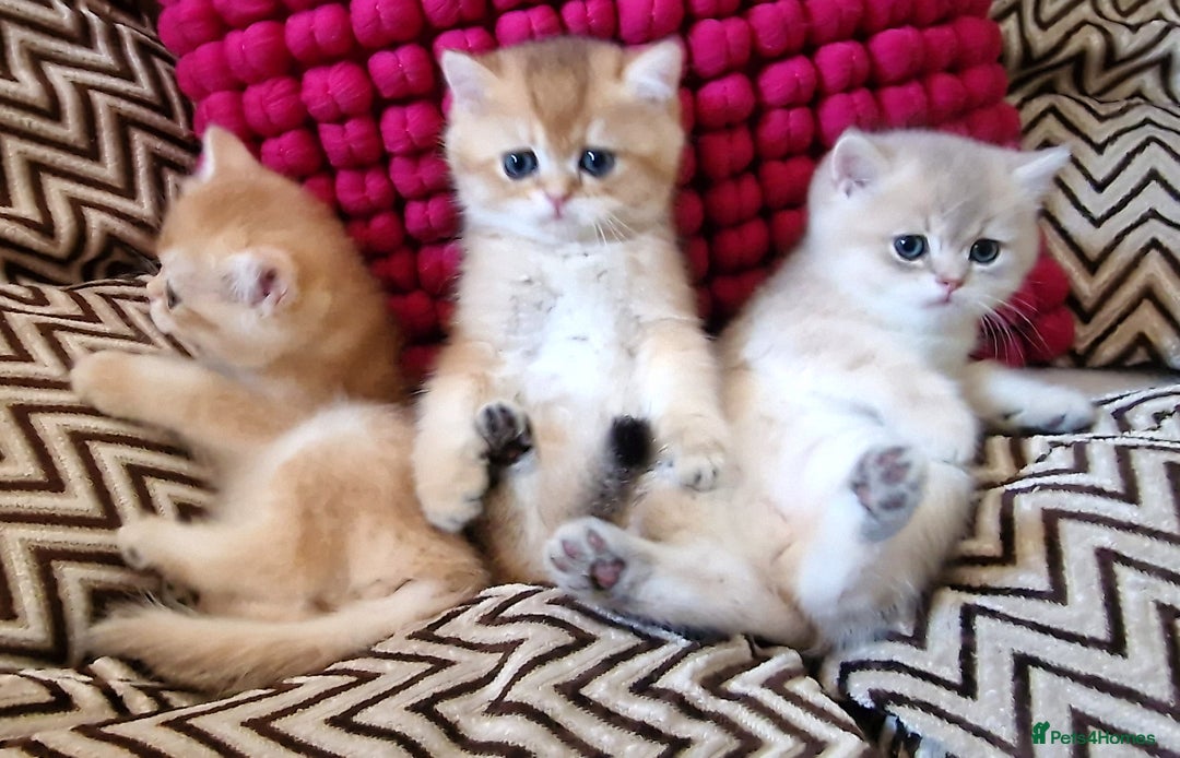 British Shorthair cats for sale: GOLDEN BRITISH SHORTHAIR KITTENS TICA  - Image 4