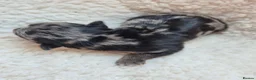 Yorkshire Terrier dogs for sale: Gorgeous Lilliputian Yorkies available  - Advert 8