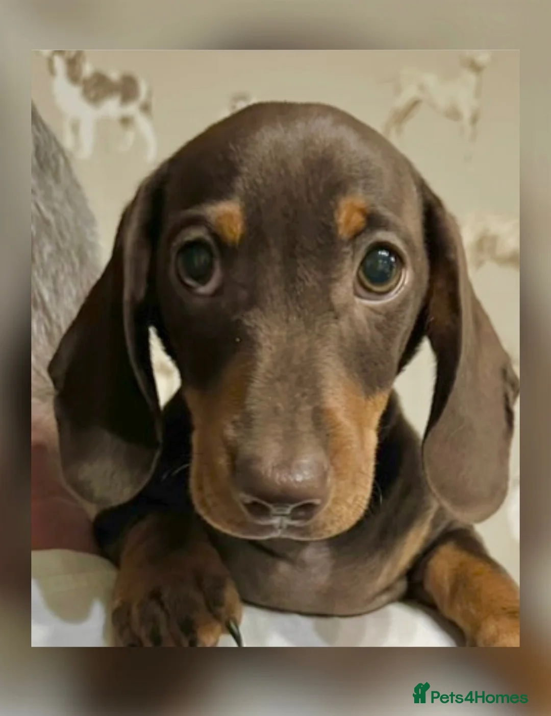 Miniature Dachshund dogs for sale: Chocolate & tan mini smooth dachshund puppy - Advert 2
