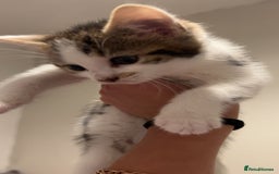 British Shorthair cats for sale: Kittens  - Image 2