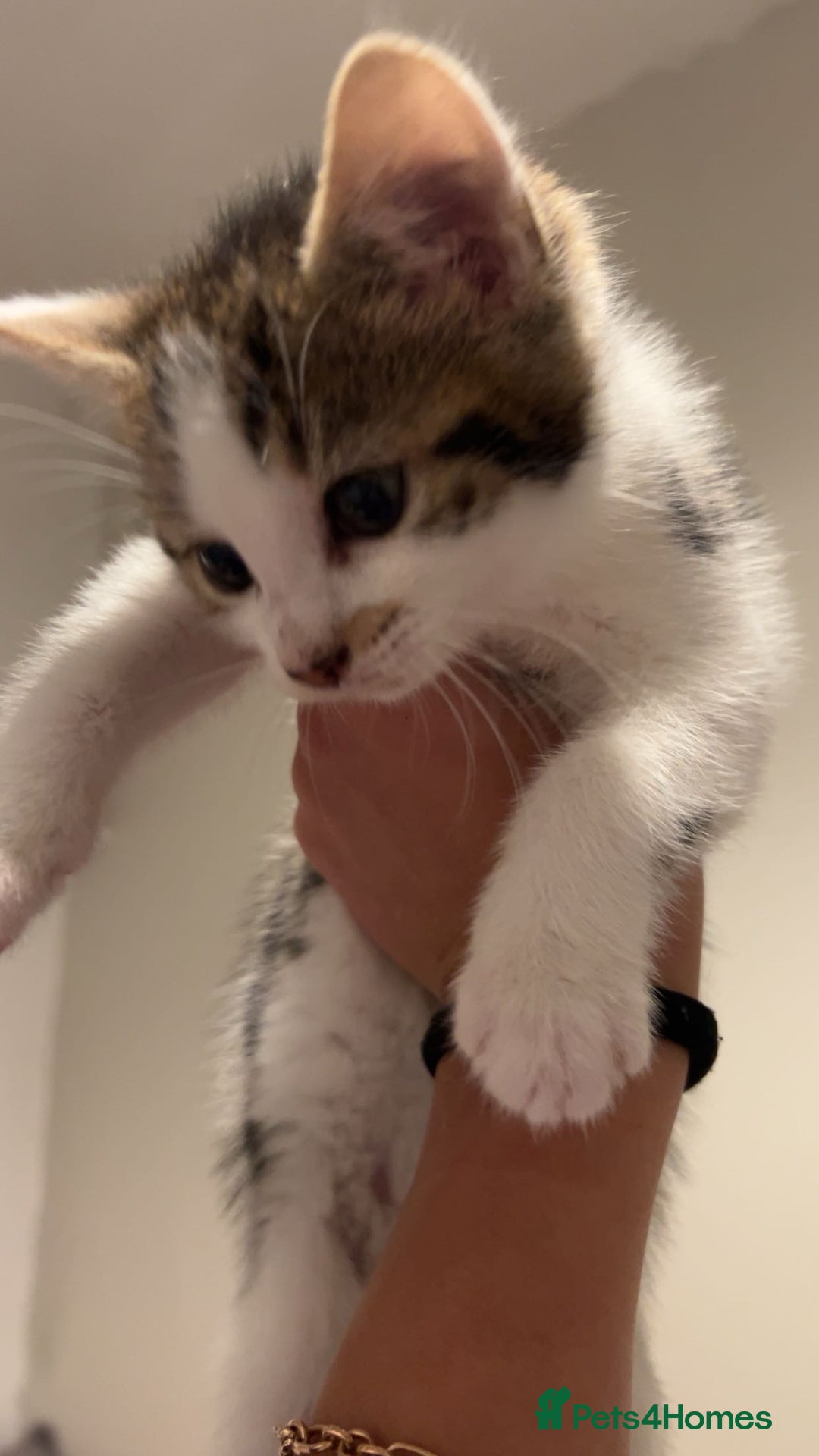 British Shorthair cats for sale: Kittens  - Image 2