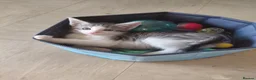 Mixed Breed cats for sale: 3/4 Maine coon. 1/4 sphynx - Advert 10