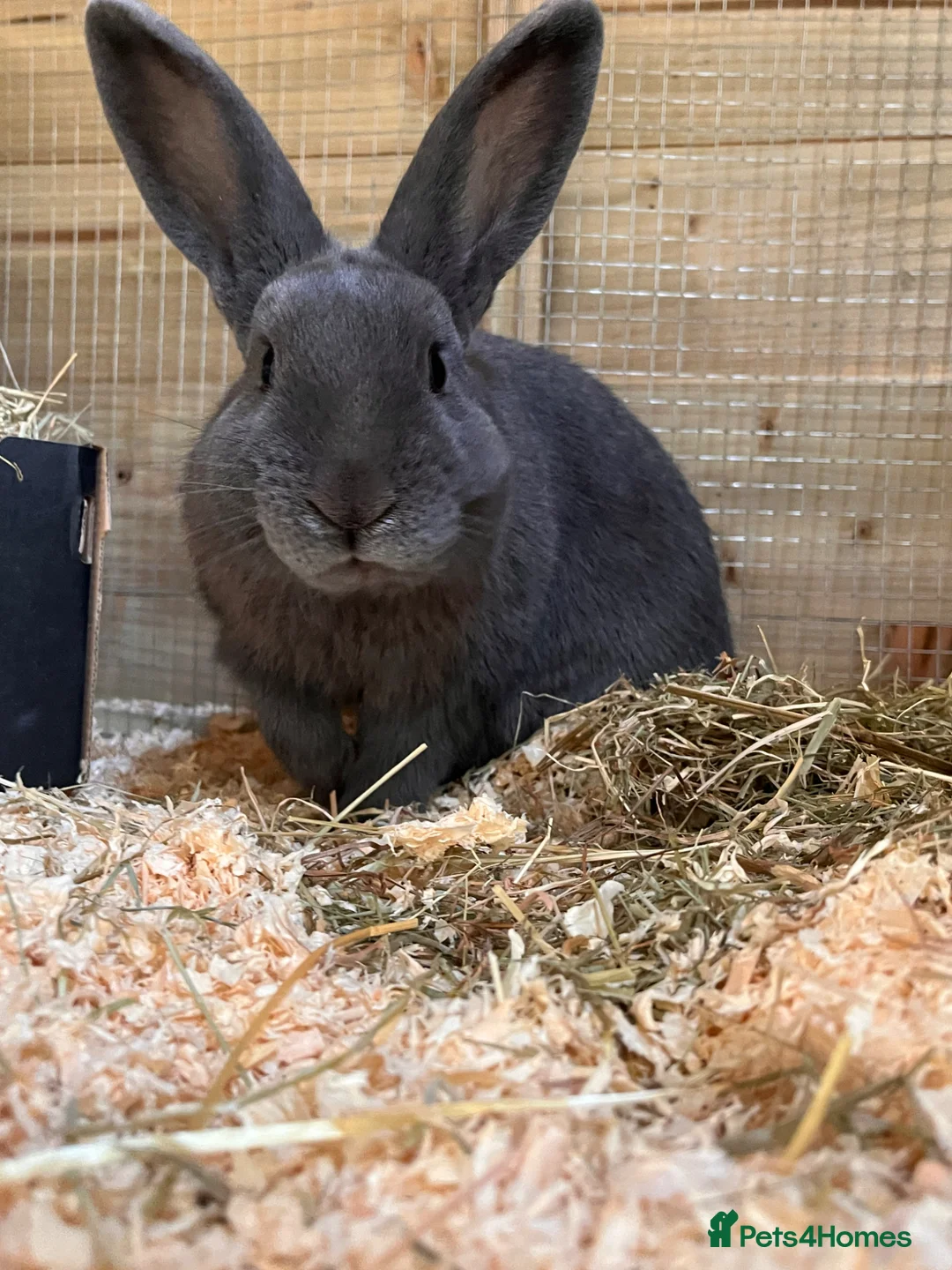 Mixed Breed rabbits for sale: Meet our lovely Ross. - Advert 1