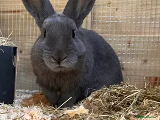 Mixed Breed rabbits Meet our lovely Ross. - Advert 4