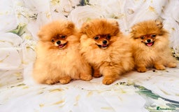 Pomeranian dogs for sale: 💗Last girl left! Royal Orange Pomeranian Pedigree - Image 28