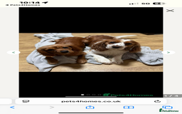 Cavalier King Charles Spaniel dogs for sale: Adorable cavaliers to be rehomed together - Image 1