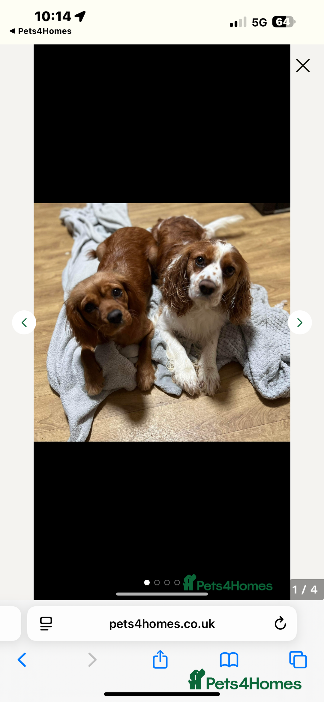 Cavalier King Charles Spaniel dogs for sale: Adorable cavaliers to be rehomed together - Image 1