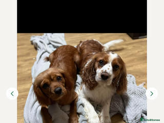 Cavalier King Charles Spaniel dogs - Advert 29